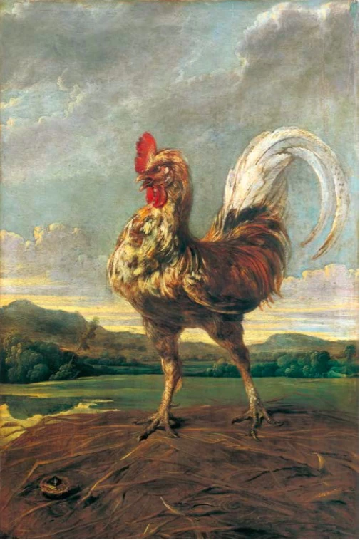 Il gallo